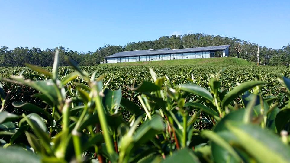 【2025年國際金旅獎—文化旅遊類】山城茶香 x 原味賽夏迎客來3日